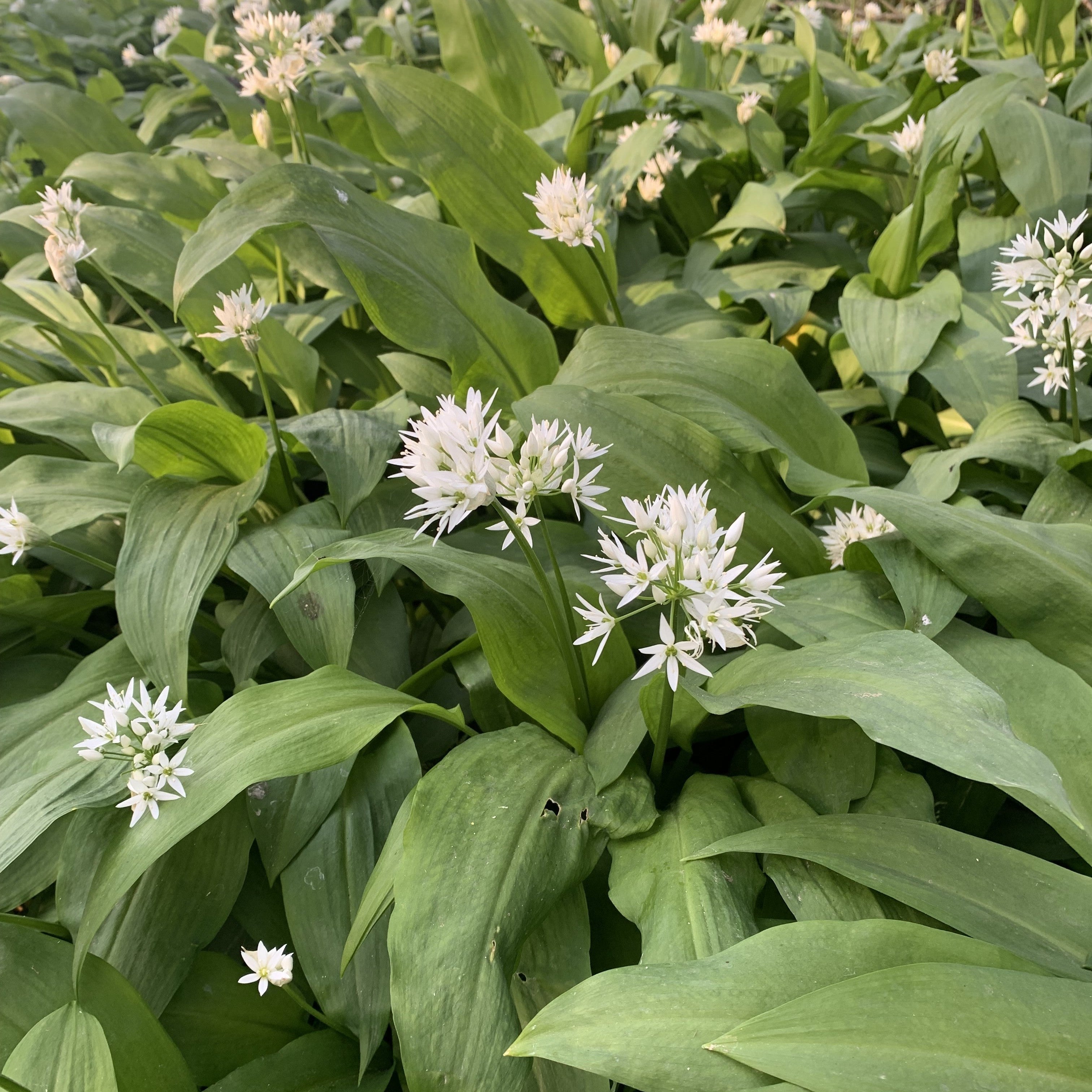 Isle of Wight: Wild Garlic Soup