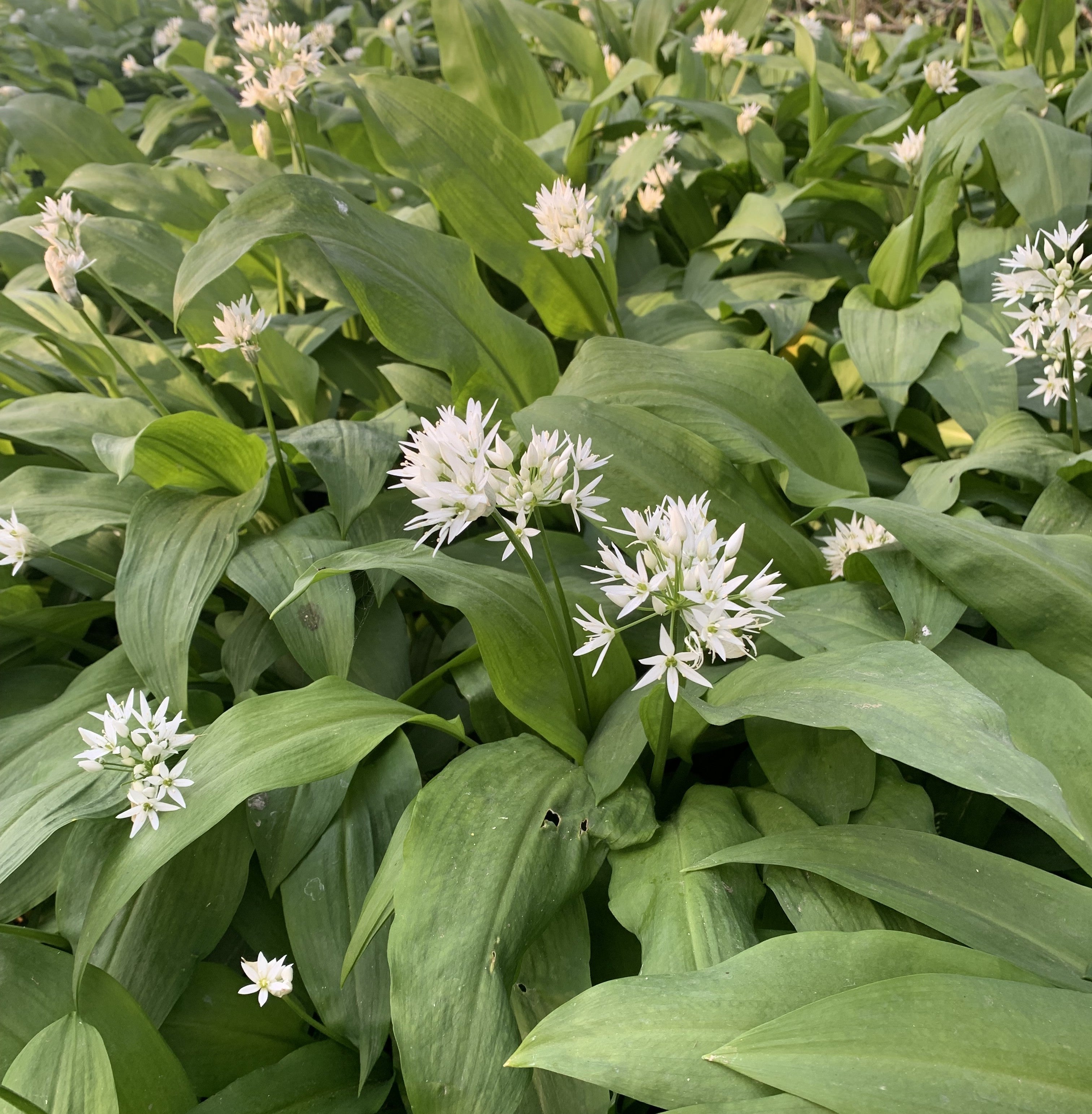 Isle of Wight: Wild Garlic Soup